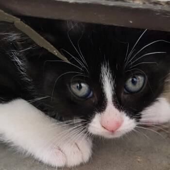 Murcatto 54483 -  Domestic Short Hair Cat for Adoption in Las Vegas, Nevada - Murcatto 54483 | PetCurious
