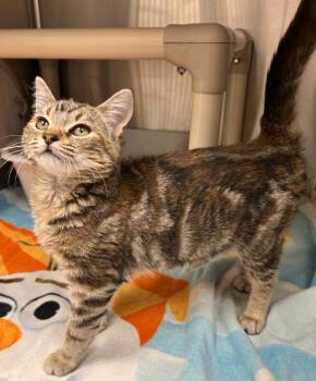 Domestic Short Hair Cats Available for Adoption - Jen | PetCurious