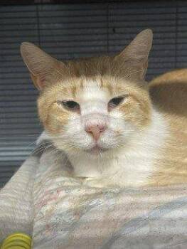 Brody -  Domestic Short Hair Cat for Adoption in Raleigh, North Carolina - Brody | PetCurious