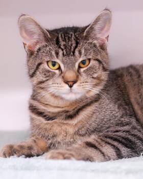 BOUNTY HUNTER (0097) -  Domestic Short Hair Cat for Adoption in Bridgeport, Connecticut - BOUNTY HUNTER (0097) | PetCurious