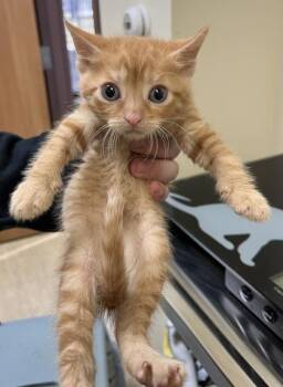 Domestic Short Hair Cats Available for Adoption - Zinc | PetCurious