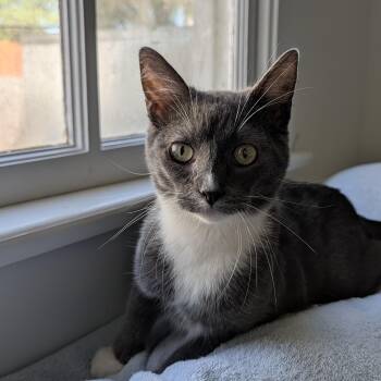 Wembley -  Domestic Short Hair Cat for Adoption in New Orleans, Louisiana - Wembley | PetCurious