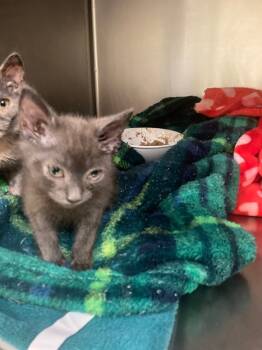 Rescue Domestic Medium Hair Cats for Adoption in Meriden, Connecticut - Vergo | PetCurious