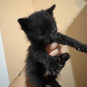 Zach -  Domestic Short Hair Cat Available for Adoption in Mt. Juliet, Tennessee - Zach | PetCurious