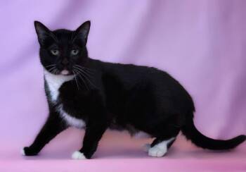 Snapcat -  Domestic Short Hair Cat for Adoption in Columbus, Nebraska - Snapcat | PetCurious