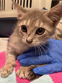 Gertrude -  Abyssinian Cat for Adoption in Lima, Ohio - Gertrude | PetCurious