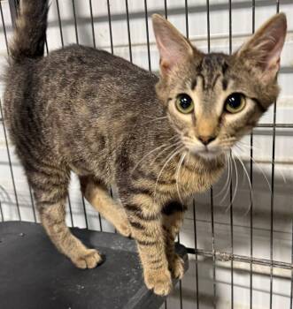 Tabby Cats Available for Adoption in Jackson, Georgia - Fiorella | PetCurious