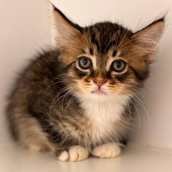 Cam 2 -  Domestic Long Hair Cat for Adoption in Cumming, Georgia - Cam 2 | PetCurious