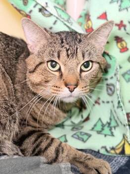 Zyrtec -  Domestic Short Hair Cat Available for Adoption in Menomonie, Wisconsin - Zyrtec | PetCurious