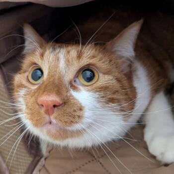 Shiva -  Domestic Short Hair Cat Available for Adoption in Fairport, New York - Shiva | PetCurious