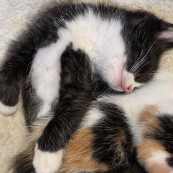 Soren -  Domestic Short Hair Cat for Adoption in Buffalo, Minnesota - Soren | PetCurious
