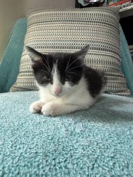Ying -  Domestic Short Hair Cat for Adoption in Hudson, New Hampshire - Ying | PetCurious
