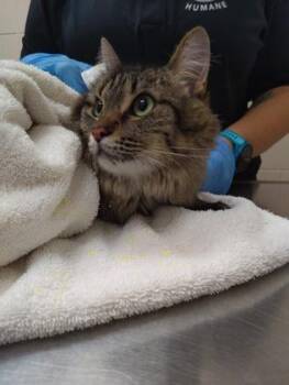 Capital -  Domestic Long Hair and Domestic Short Hair Cat for Adoption in Westland, Michigan - Capital | PetCurious
