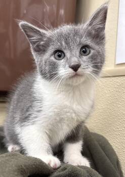 Rescue Domestic Short Hair Cats for Adoption in Walkerville, Montana - McKenzie | PetCurious