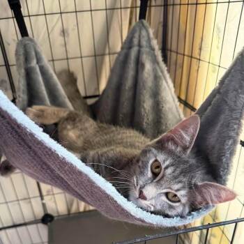 Fortune Cookie -  Domestic Short Hair Cat for Adoption in Royal Oak, Michigan - Fortune Cookie | PetCurious