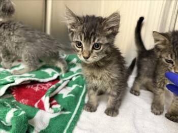 CILVER -  Domestic Short Hair Cat for Adoption in Santa Fe, New Mexico - CILVER | PetCurious