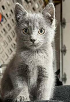 Domestic Short Hair Cats Available for Adoption - Willow | PetCurious