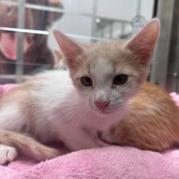 Wasp -  Domestic Short Hair Cat for Adoption in Corpus Christi, Texas - Wasp | PetCurious