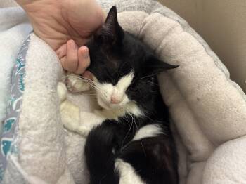 Maximus Decimus Meridius -  Domestic Short Hair Cat for Adoption in Salem, New Hampshire - Maximus Decimus Meridius | PetCurious