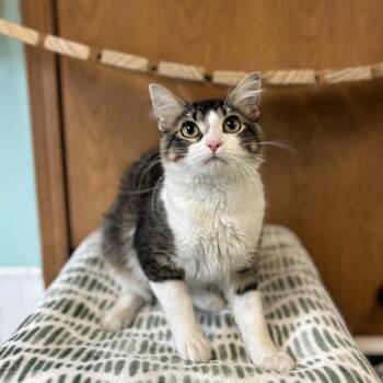Daytona -  Domestic Medium Hair Cat for Adoption in Fargo, North Dakota - Daytona | PetCurious