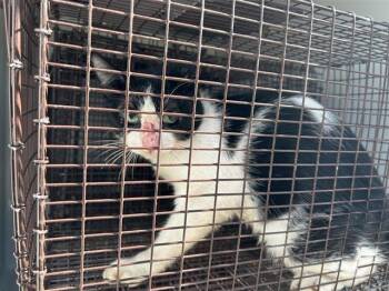 A660421 -  Domestic Short Hair Cat for Adoption in Houston, Texas - A660421 | PetCurious
