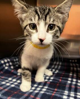 Sissy -  Domestic Short Hair Cat for Adoption in Logan, Utah - Sissy | PetCurious