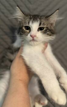 Rescue Domestic Long Hair Cats for Adoption in Shell Lake, Wisconsin - Rue | PetCurious