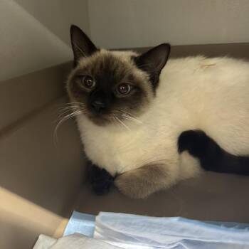 Expo -  Siamese Cat for Adoption in Morganton, North Carolina - Expo | PetCurious