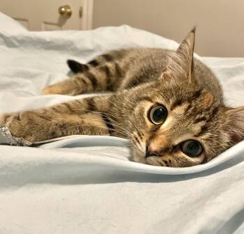 Chanel -  Tabby and Domestic Short Hair Cat for Adoption in Vaughan, Ontario - Chanel | PetCurious
