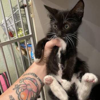 Trinity -  Domestic Short Hair Cat for Adoption in Port Charlotte, Florida - Trinity | PetCurious