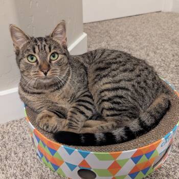 Rescue Domestic Short Hair Cats for Adoption in Layton, Utah - Tiger Lily | PetCurious
