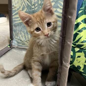 Art Garfunkel -  Domestic Short Hair Cat for Adoption in Baker City, Oregon - Art Garfunkel | PetCurious
