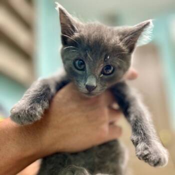 Rescue Domestic Short Hair Cats for Adoption in Poplar Bluff, Missouri - Sneakers | PetCurious