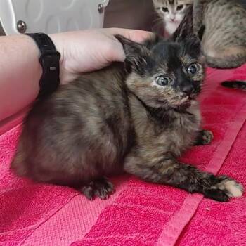 TULIP -  Domestic Short Hair Cat for Adoption - TULIP | PetCurious