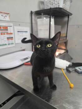 Teal -  Domestic Short Hair Cat for Adoption in Sevierville, Tennessee - Teal | PetCurious