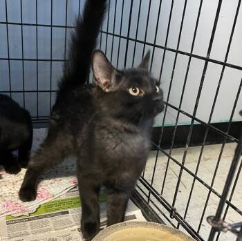 Domestic Medium Hair Cats Available for Adoption in Spencer, Indiana - Terra | PetCurious