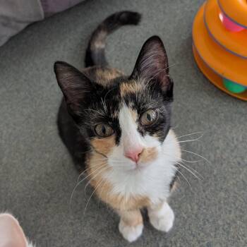 Blossom -  Domestic Short Hair Cat for Adoption in Suffolk, Virginia - Blossom | PetCurious