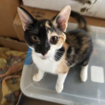 Callie -  Calico and Domestic Short Hair Cat for Adoption in Antioch, California - Callie | PetCurious