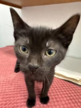 Kodiak -  Domestic Short Hair Cat for Adoption in Erin, Ontario - Kodiak | PetCurious