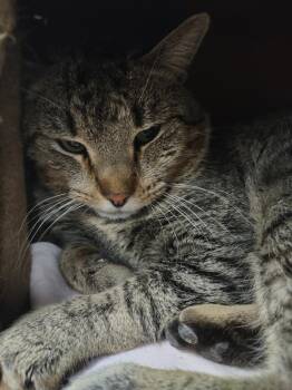 Domestic Short Hair Cats Available for Adoption - Kiefurr Sutherland | PetCurious