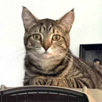 YaoYao -  Domestic Short Hair Cat Available for Adoption - YaoYao | PetCurious