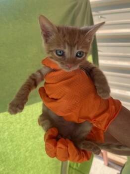 Rescue Domestic Short Hair Cats for Adoption in Fort Worth, Texas - Lo | PetCurious