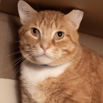 Warrior -  Domestic Short Hair Cat for Adoption in Victor, New York - Warrior | PetCurious
