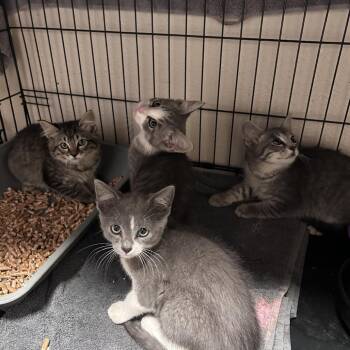 Winston (C000-290) - Chino Hills Location -  Domestic Short Hair Cat for Adoption in Chino Hills, California - Winston (C000-290) - Chino Hills Location | PetCurious