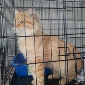 Phoenix -  Domestic Long Hair Cat for Adoption in Mondovi, Wisconsin - Phoenix | PetCurious