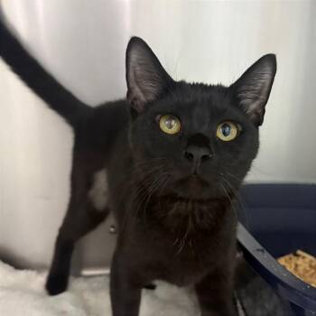 Princess -  Domestic Short Hair Cat for Adoption in Fort Lauderdale, Florida - Princess | PetCurious