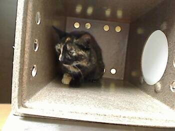 DREAM -  Domestic Short Hair Cat for Adoption in Cookeville, Tennessee - DREAM | PetCurious