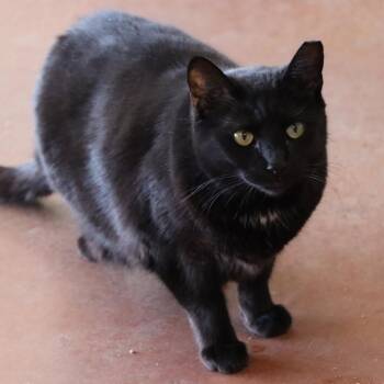 Rescue Domestic Short Hair Cats for Adoption in Tucson, Arizona - Neyet | PetCurious