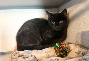Domestic Short Hair Cats Available for Adoption - Blackie | PetCurious