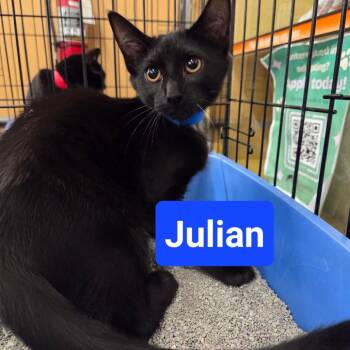 Julian -  Domestic Short Hair Cat for Adoption in Buffalo, New York - Julian | PetCurious